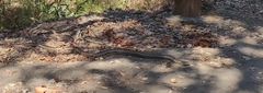 Pituophis catenifer
