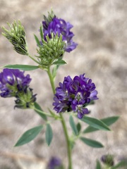 Medicago sativa
