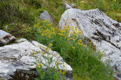 Senecioninae