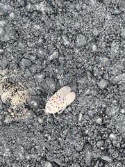 Lycorma delicatula