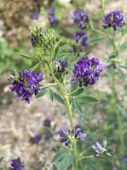 Medicago sativa