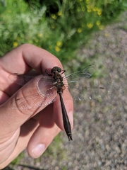 Cordulia shurtleffii