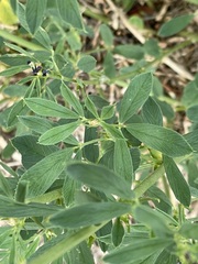Medicago sativa