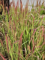 Miscanthus sinensis