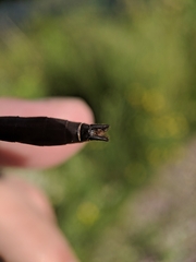 Cordulia shurtleffii