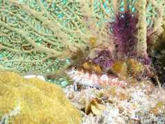 Malacoctenus triangulatus