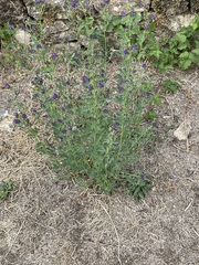 Medicago sativa