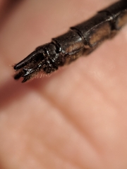 Cordulia shurtleffii