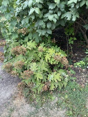 Hydrangea quercifolia