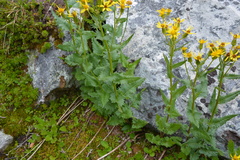 Senecioninae