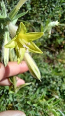 Lithospermum macromeria