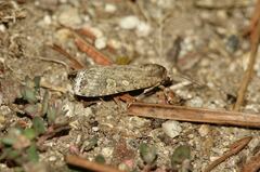 Spodoptera exigua
