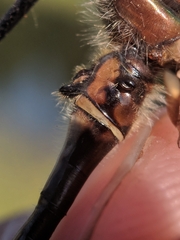 Cordulia shurtleffii