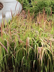 Miscanthus sinensis