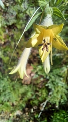 Lithospermum macromeria