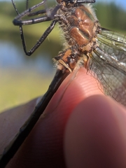 Cordulia shurtleffii