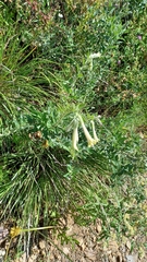 Lithospermum macromeria