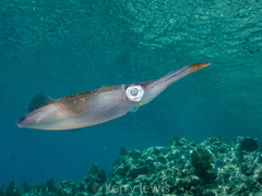 Sepioteuthis sepioidea