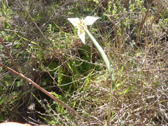 Moraea tricuspidata