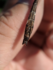 Cordulia shurtleffii