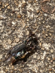 Cicindela punctulata