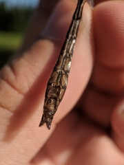 Cordulia shurtleffii