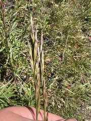 Bromus carinatus