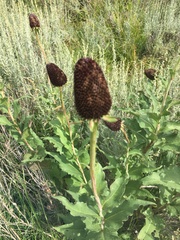 Echinacea