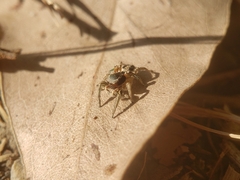 Habronattus pyrrithrix