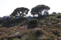 Mimetes fimbriifolius