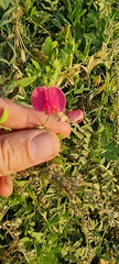 Lathyrus tuberosus