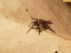 Habronattus pyrrithrix