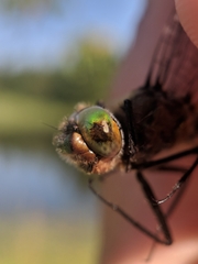 Cordulia shurtleffii