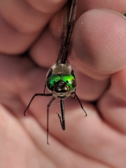 Cordulia shurtleffii