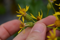 Senecioninae