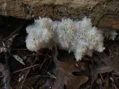 Hericium coralloides