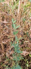 Lathyrus tuberosus