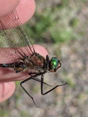 Cordulia shurtleffii