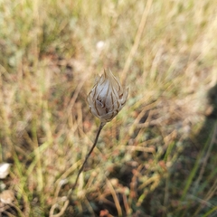 Catananche caerulea
