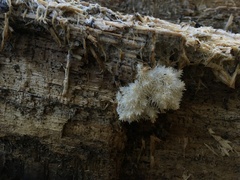 Hericium coralloides