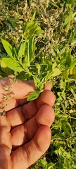 Lathyrus tuberosus