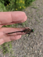 Cordulia shurtleffii