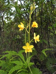 Spathoglottis pubescens