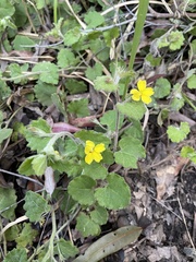 Goodenia rotundifolia