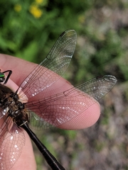 Cordulia shurtleffii