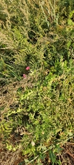 Lathyrus tuberosus