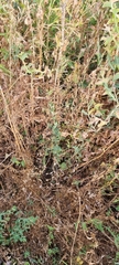 Lathyrus tuberosus