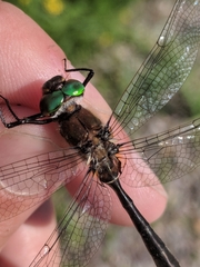 Cordulia shurtleffii