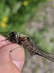 Cordulia shurtleffii