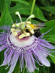 Xylocopa virginica virginica
